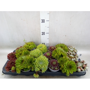 Sempervivum   ...mix