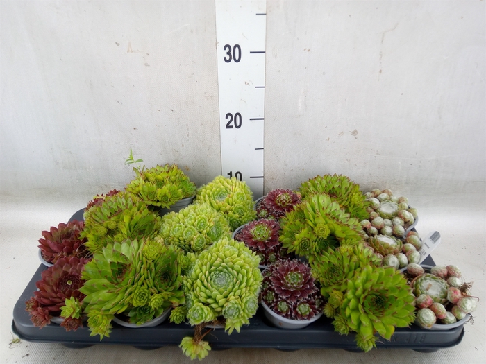 <h4>Sempervivum   ...mix</h4>
