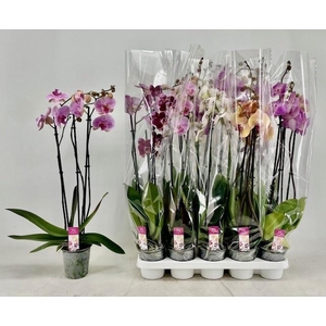 PHAL MIX 3 TAK 80CM