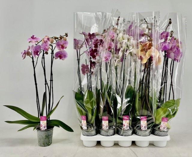 <h4>PHAL MIX 3 TAK 80CM</h4>