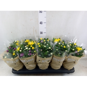 Chrysanthemum  'Da Vinci'  ...mix p