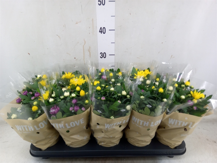 <h4>Chrysanthemum  'Da Vinci'  ...mix p</h4>