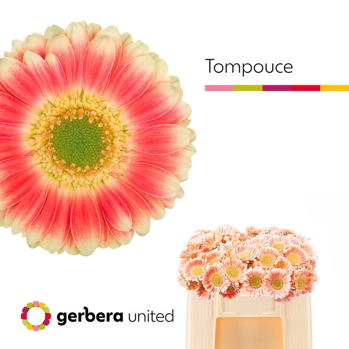 <h4>GE MI TOMPOUCE</h4>