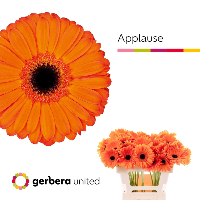 <h4>Gerbera Applause Water x40</h4>