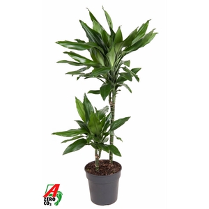 Dracaena Janet Lind 45-15