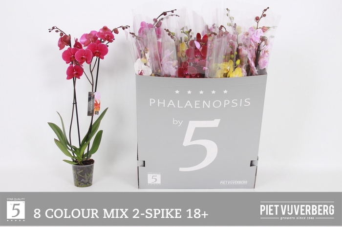 <h4>PHAL GEM 8 KL</h4>