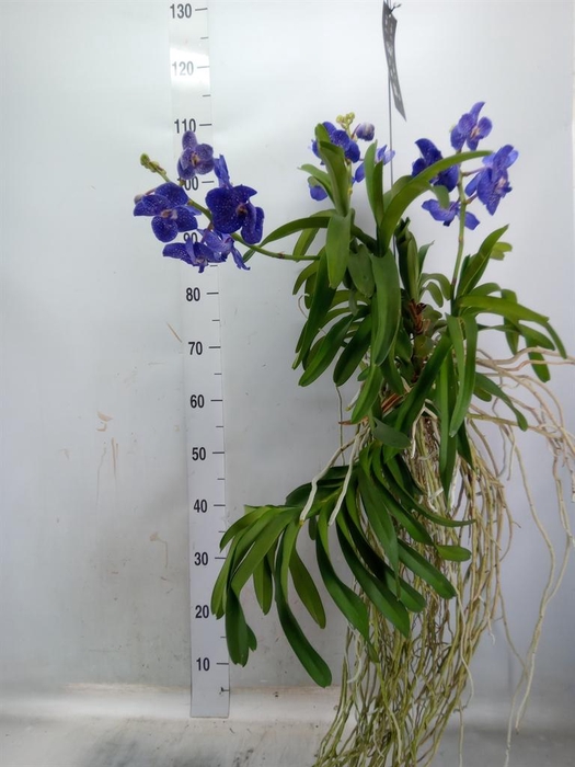 <h4>Vanda hybrids</h4>