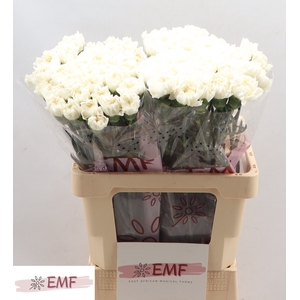 Di St Mont Blanc EMF