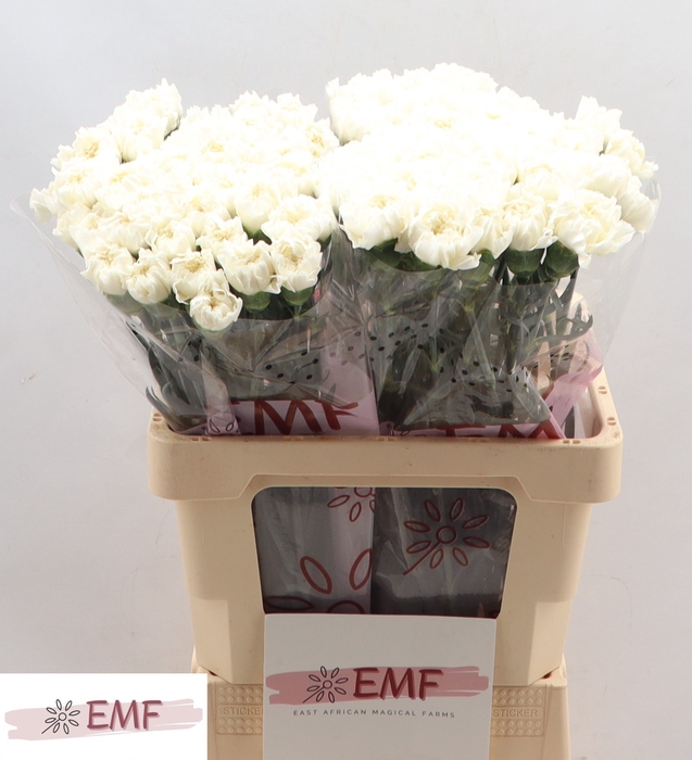 <h4>Di St Mont Blanc EMF</h4>