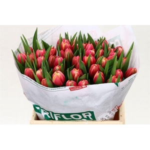 Tulp Dubbel Columbus