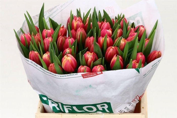 <h4>Tulp Dubbel Columbus</h4>