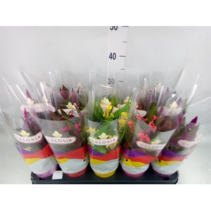 Celosia arg. ...mix