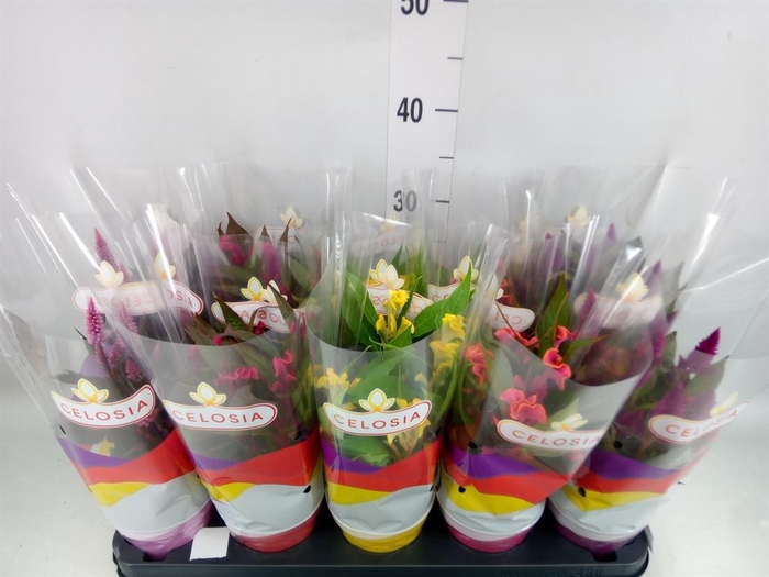 <h4>Celosia arg.   ...mix</h4>