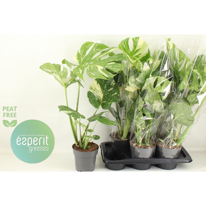 <h4>MONSTERA DEL THAI CO</h4>