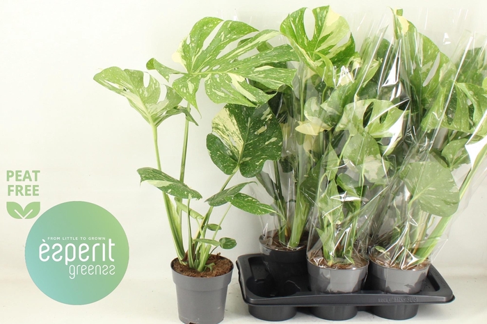 MONSTERA DEL THAI CO