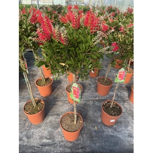 Callistemon speciosus