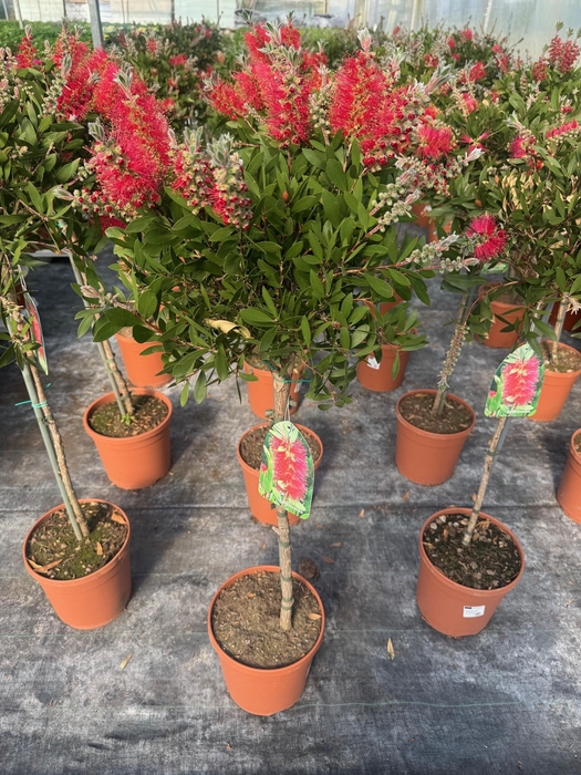 <h4>Callistemon speciosus</h4>