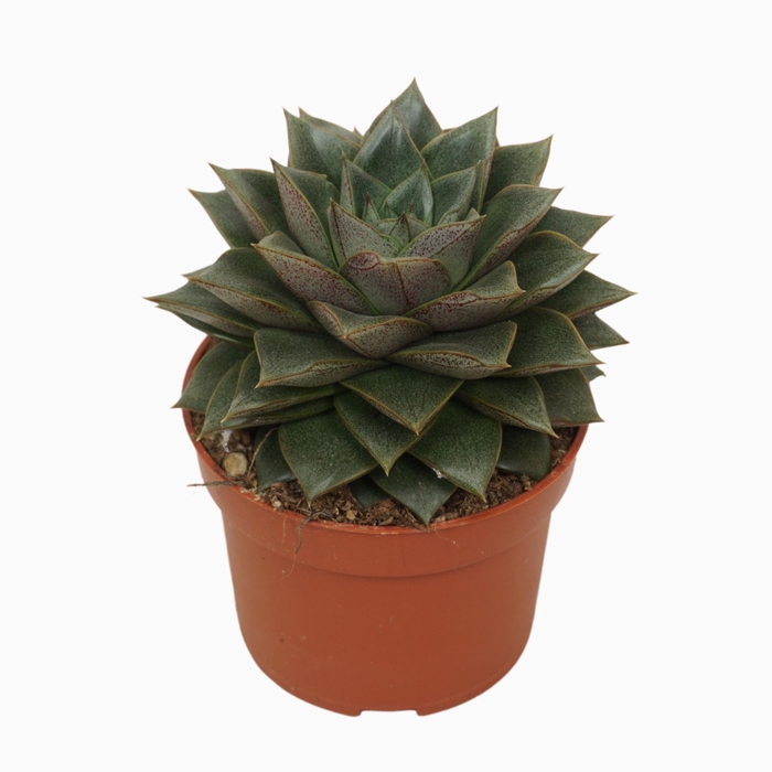 <h4>Echeveria purpusorum</h4>