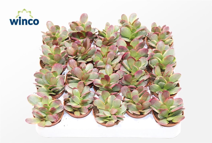 <h4>Crassula Platyphylla Variegata</h4>