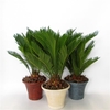 Cycas revoluta