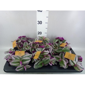 Tradescantia cerinth. 'Nanouk'