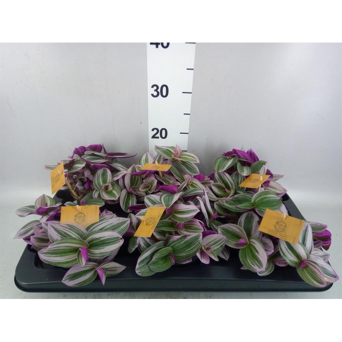 <h4>Tradescantia cerinth. 'Nanouk'</h4>