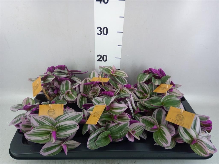 Tradescantia cerinth. 'Nanouk'