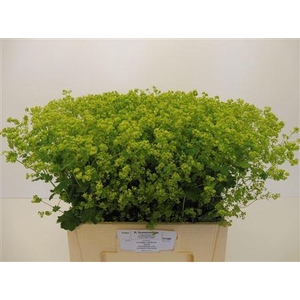 Alchem M Robustica
