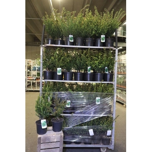 Taxus Baccata