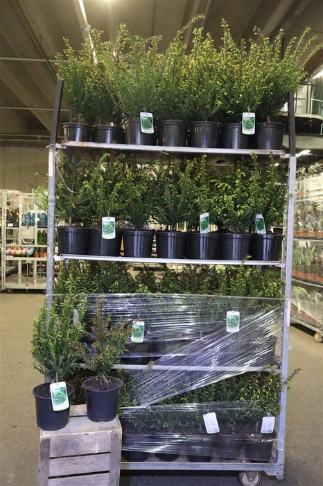 <h4>Taxus Baccata</h4>