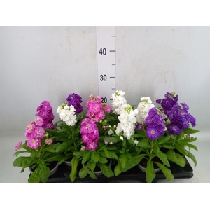 Matthiola incana   ...