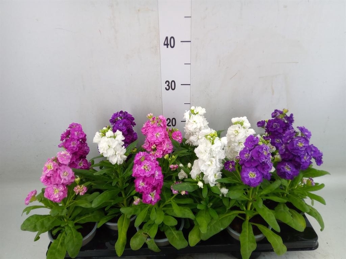 <h4>Matthiola incana   ...</h4>