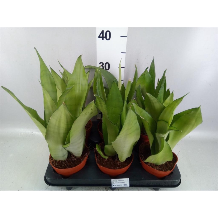 <h4>Sansevieria trifa. 'Moonshine'</h4>