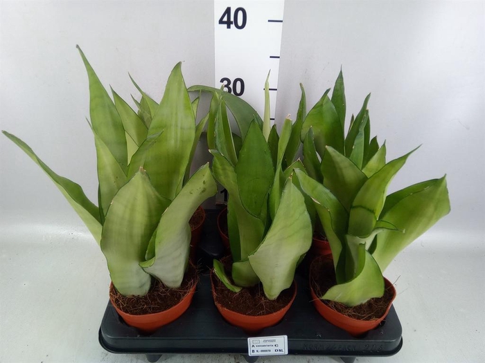 Sansevieria trifa. 'Moonshine'