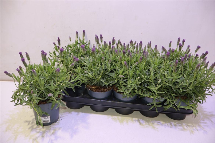 <h4>Lavan S Earl Summer</h4>