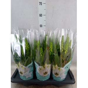 Ornithogalum thyrs.