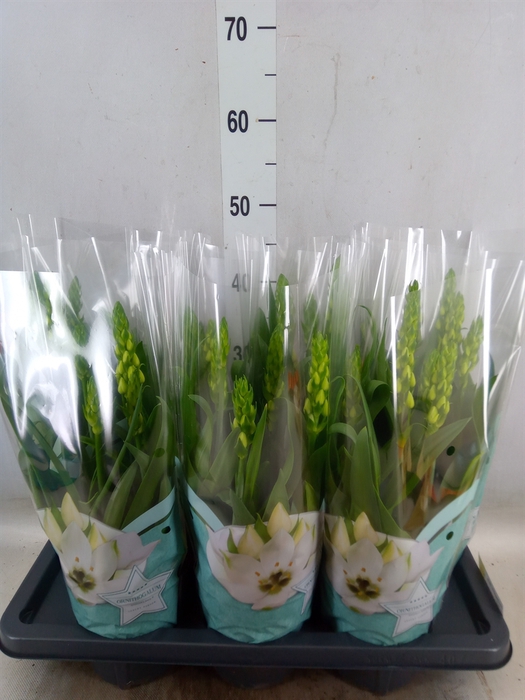 <h4>Ornithogalum thyrs.</h4>