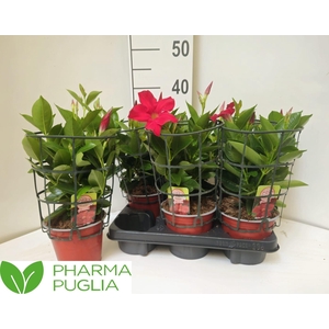 MANDE RIO GRANDE RED