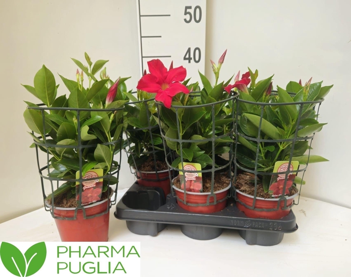 <h4>MANDE RIO GRANDE RED</h4>