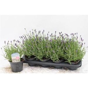 LAVAN AN ESSENCE PURPLE