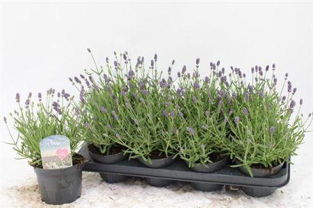 <h4>LAVAN AN ESSENCE PURPLE</h4>