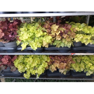 Heuchera   ...