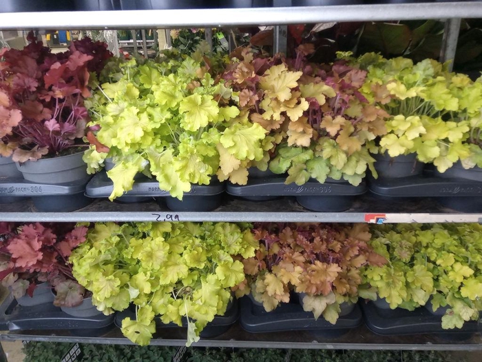 <h4>Heuchera   ...</h4>