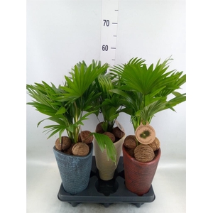 Livistona rotundifolia