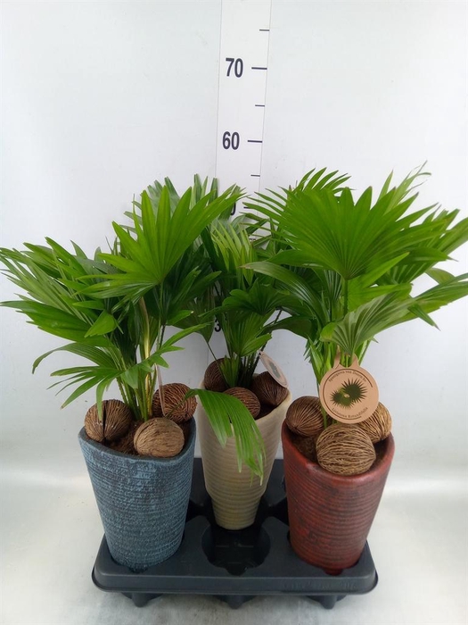 <h4>Livistona rotundifolia</h4>