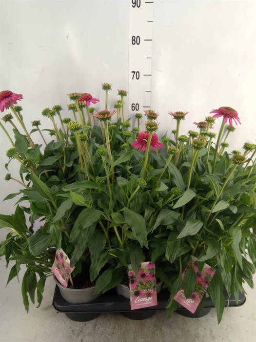 <h4>Echinacea purp. 'Pink Dble Delight'</h4>