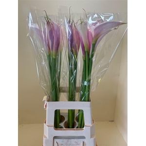 Zant Aethiopica Pink