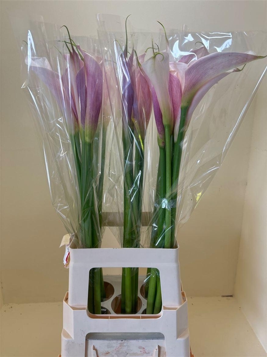 <h4>Zant Aethiopica Pink</h4>