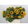Helianthus Orange Fire