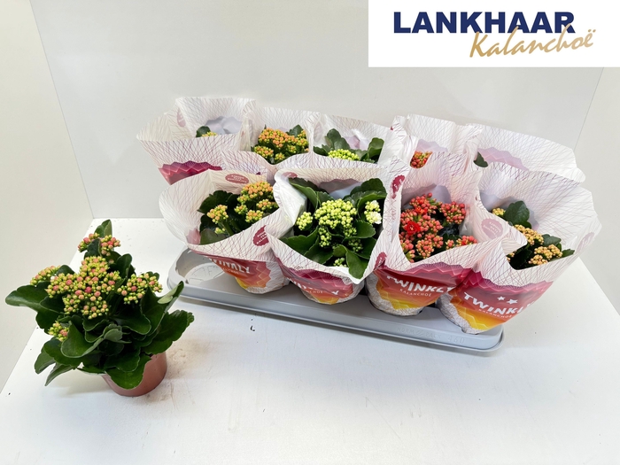 <h4>KAL GE PERF GEM 5 KL</h4>